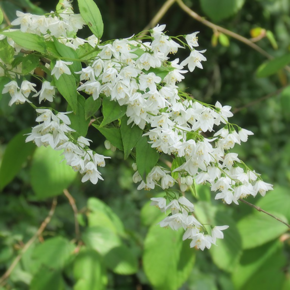 Deutzia gracilis