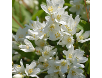 Deutzia gracilis 'Nikko'