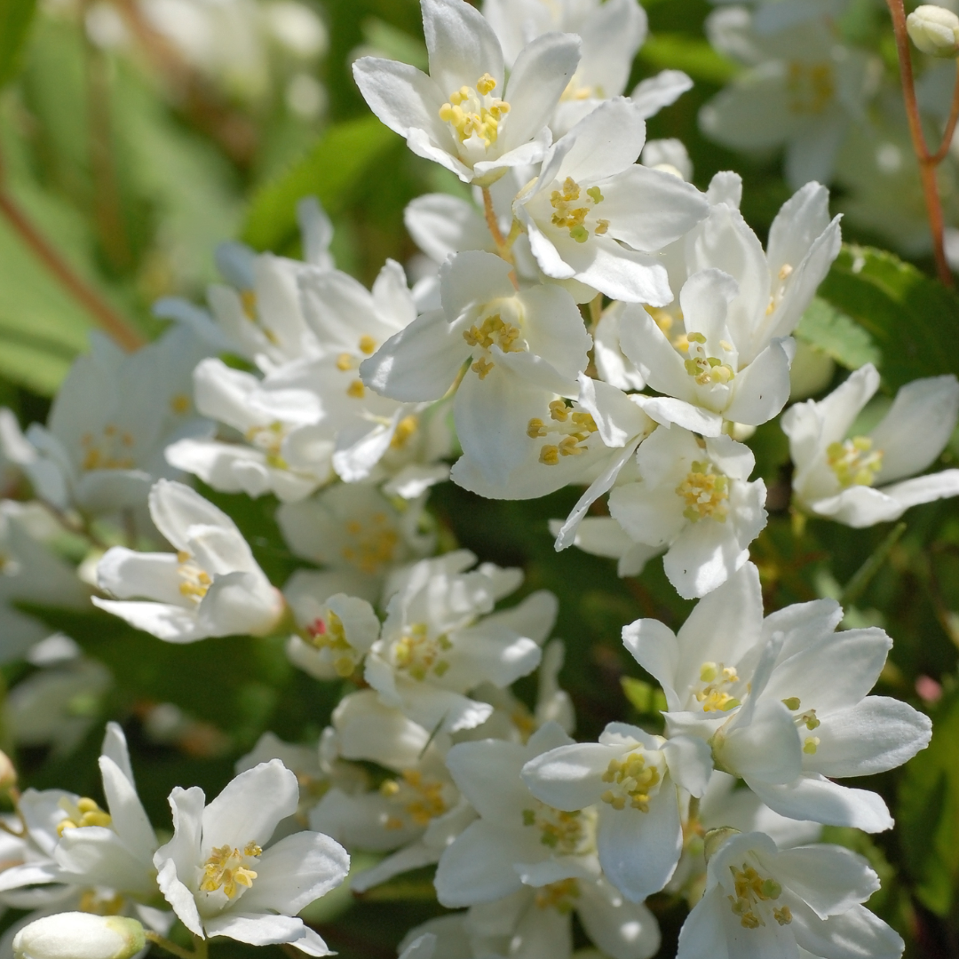 Deutzia gracilis 'Nikko'