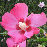 Hibiscus syriacus 'Woodbridge'