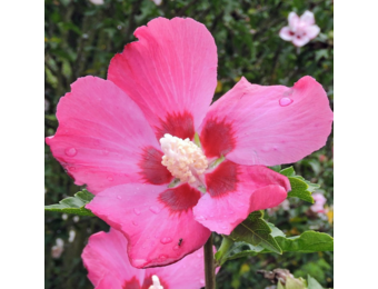 Hibiscus syriacus 'Woodbridge'