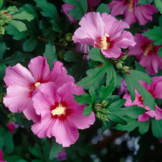 Hibiscus syriacus 'Woodbridge'