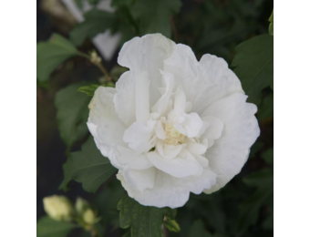 Hibiscus syriacus 'White Chiffon'