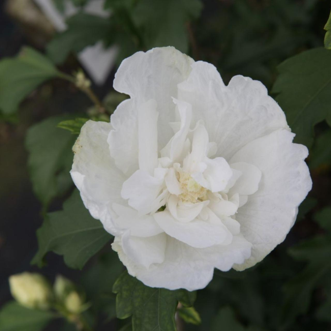 Hibiscus syriacus 'White Chiffon'