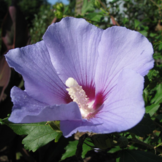 Hibiscus syriacus 'Marina'