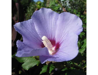 Hibiscus syriacus 'Marina'