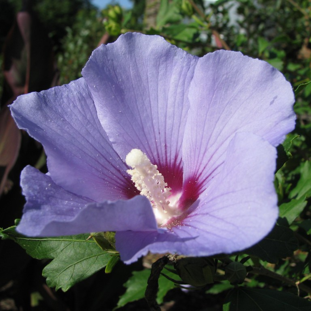 Hibiscus syriacus 'Marina'