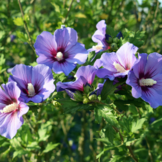 Hibiscus syriacus 'Marina'