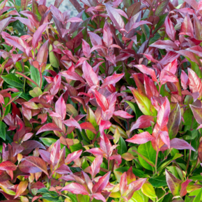 Leucothoe 'Zeblid'