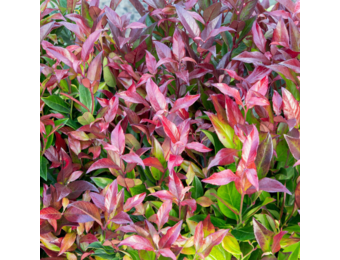 Leucothoe 'Zeblid'