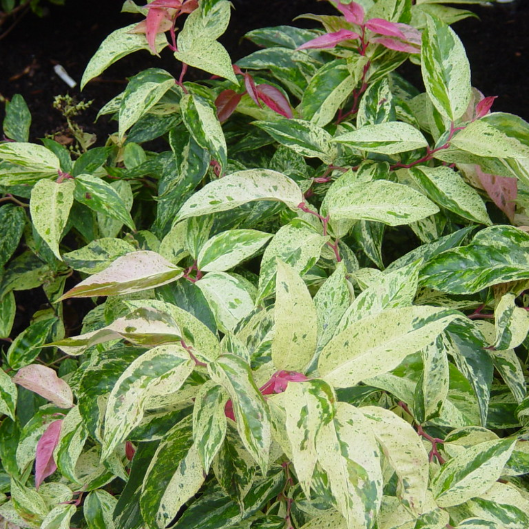 Leucothoe walteri 'Rainbow'