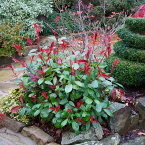 Photinia fraseri 'Little Red Robin'