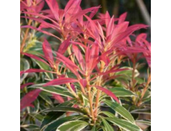 Pieris japonica 'Little Heath'