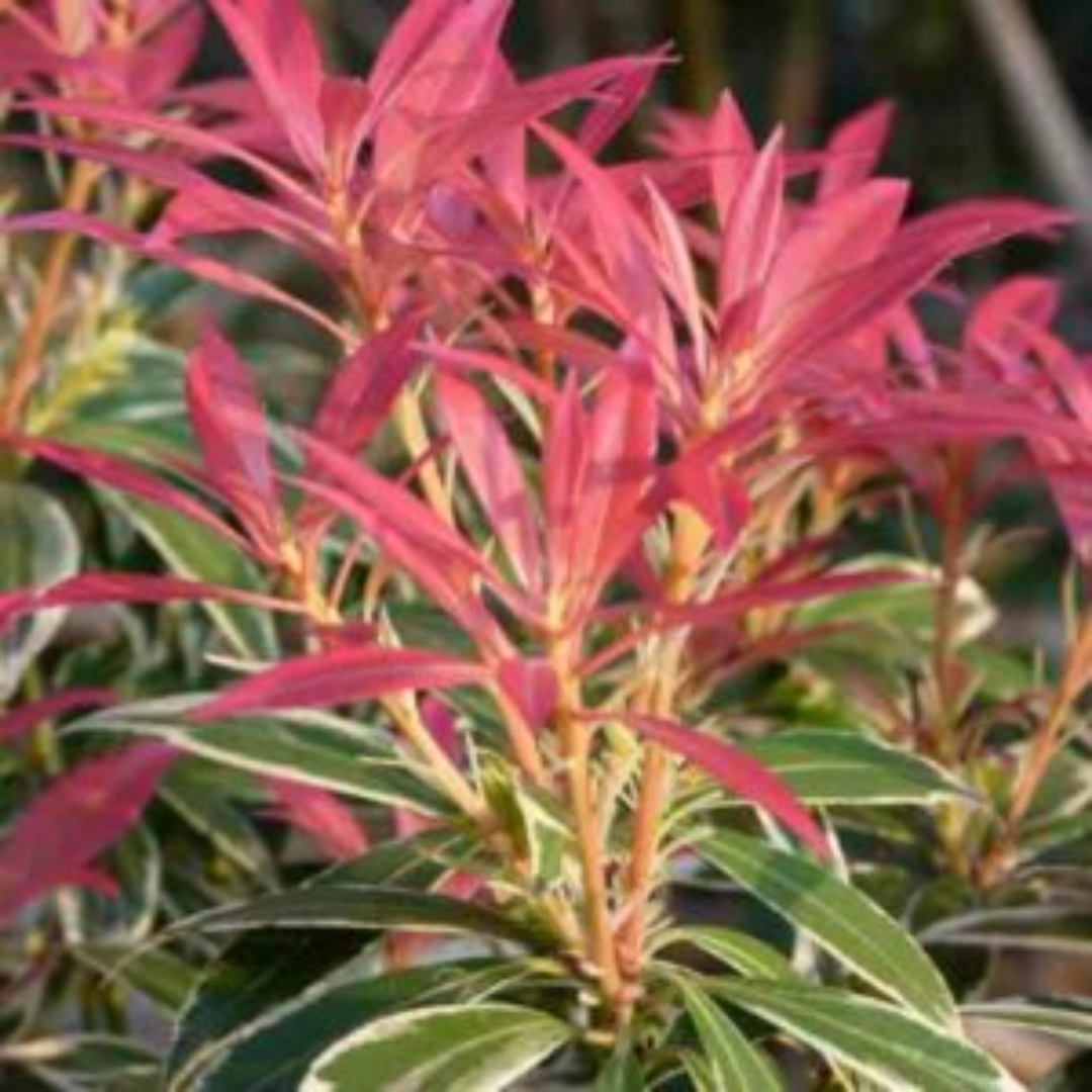 Pieris japonica 'Little Heath'