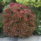 Pieris japonica 'Mountain Fire'