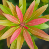 Pieris japonica 'Mountain Fire'