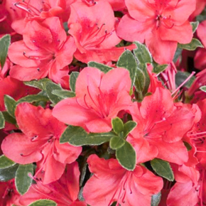 Rhododendron Azalea 'Moederkensdag'