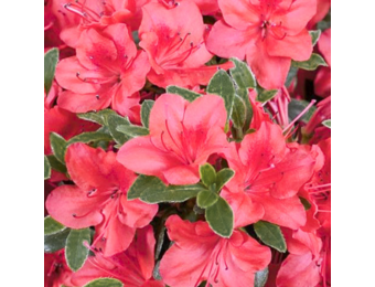 Rhododendron Azalea 'Moederkensdag'