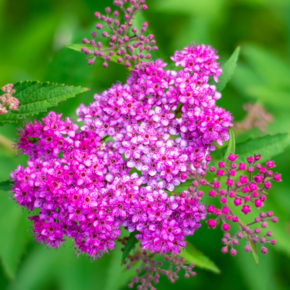 Spiraea japonica 'Anthony Waterer'
