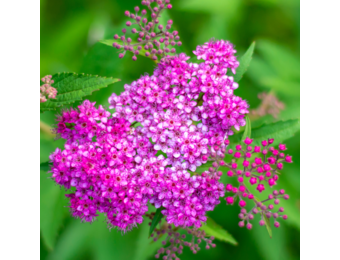 Spiraea japonica 'Anthony Waterer'
