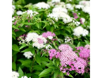 Spiraea japonica 'Genpei'