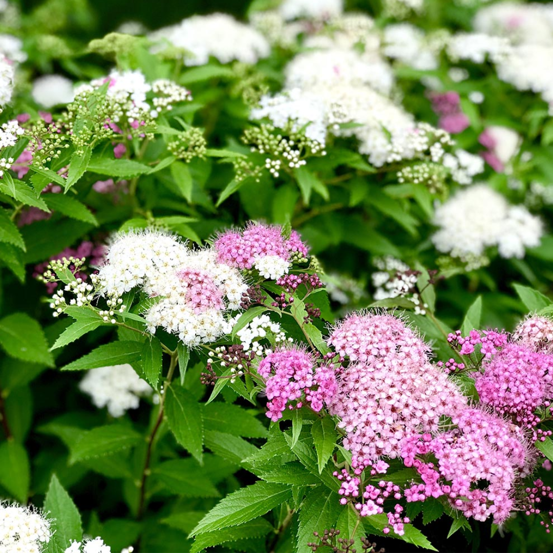 Spiraea japonica 'Genpei'
