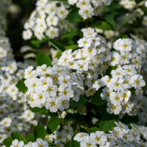 Spiraea nipponica 'Snowmound'