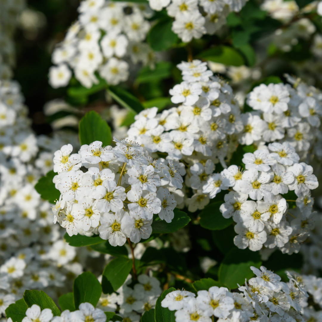 Spiraea nipponica 'Snowmound'