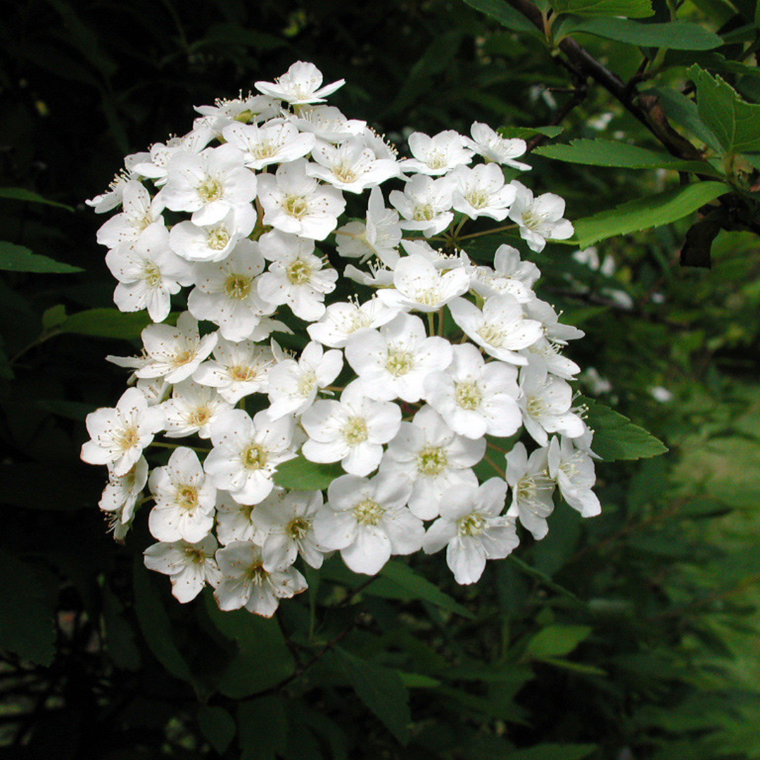 Spiraea vanhouttei