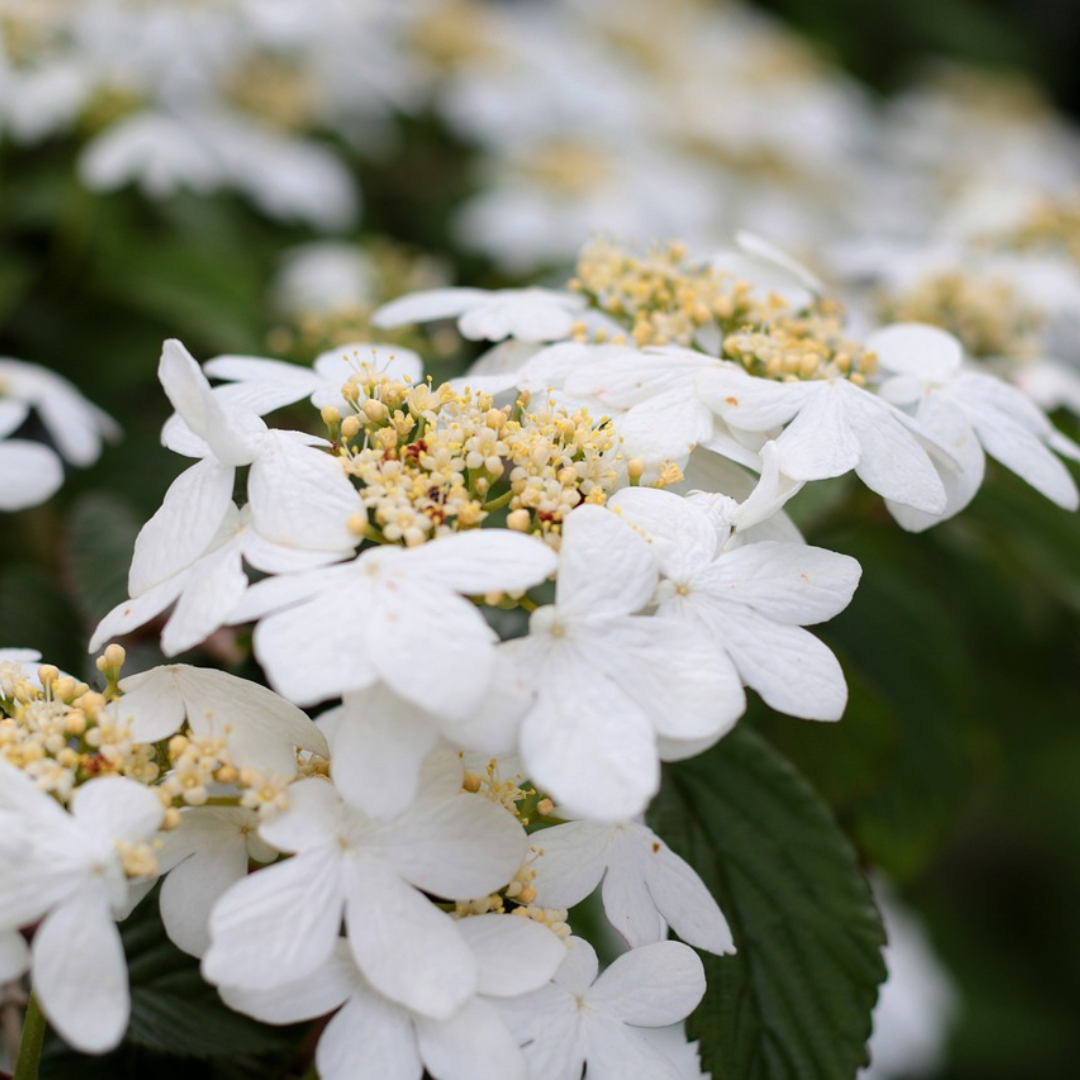 Viburnum plicatum 'Watanabe'