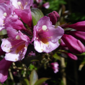 Weigela florida 'Foliis Purpureis'