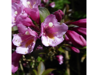 Weigela florida 'Foliis Purpureis'