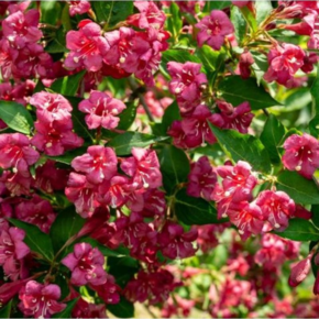 Weigela 'Bristol Ruby'