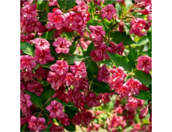 Weigela 'Bristol Ruby'