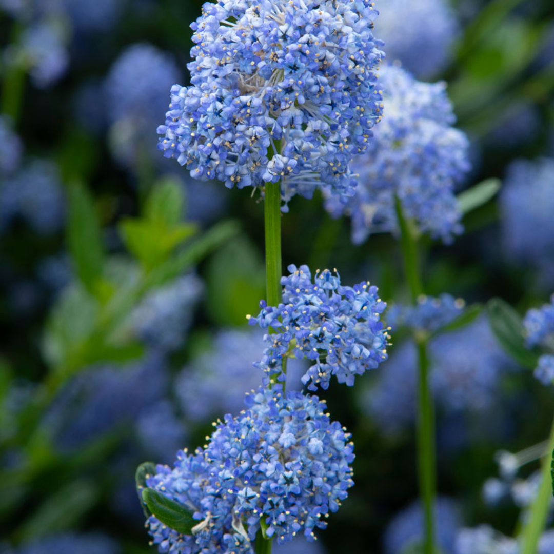 Ceanothus impressus 'Victoria'