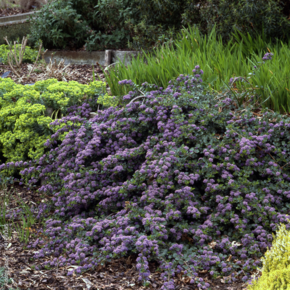 Ceanothus thyrsiflorus 'Repens'