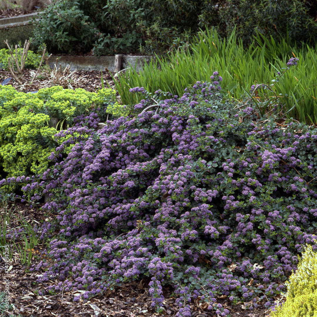 Ceanothus thyrsiflorus 'Repens'