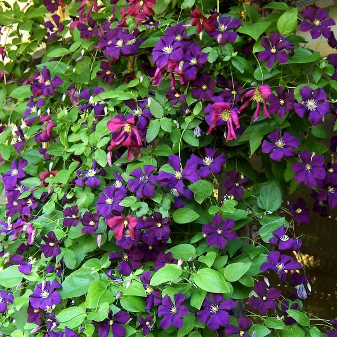Clematis ‘Etoile Violette'