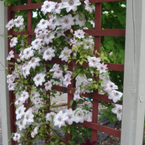 Clematis ‘Miss Bateman'