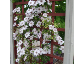 Clematis ‘Miss Bateman'