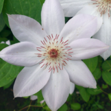 Clematis ‘Miss Bateman'