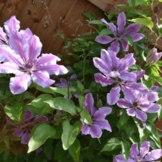 Clematis ‘Nelly Moser'