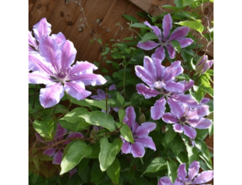 Clematis ‘Nelly Moser'