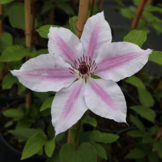 Clematis ‘Nelly Moser'