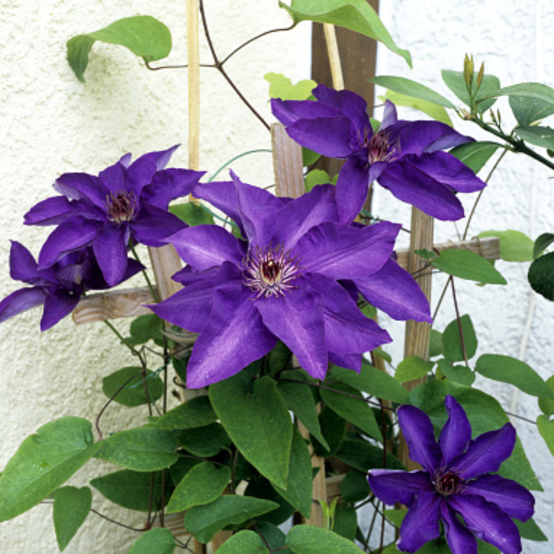 Clematis ‘The President'