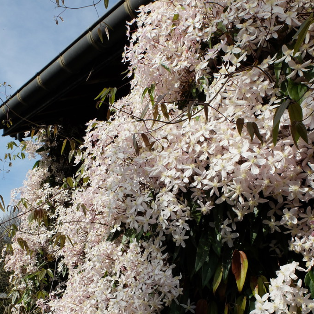 Clematis armandii 'Apple Blossom'