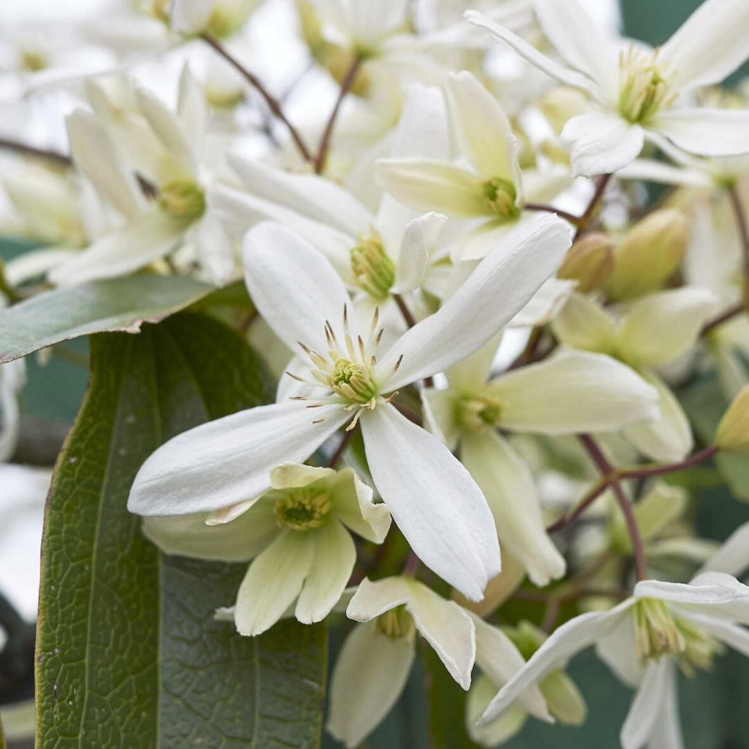 Clematis armandii