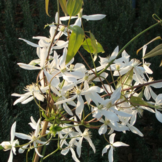 Clematis armandii