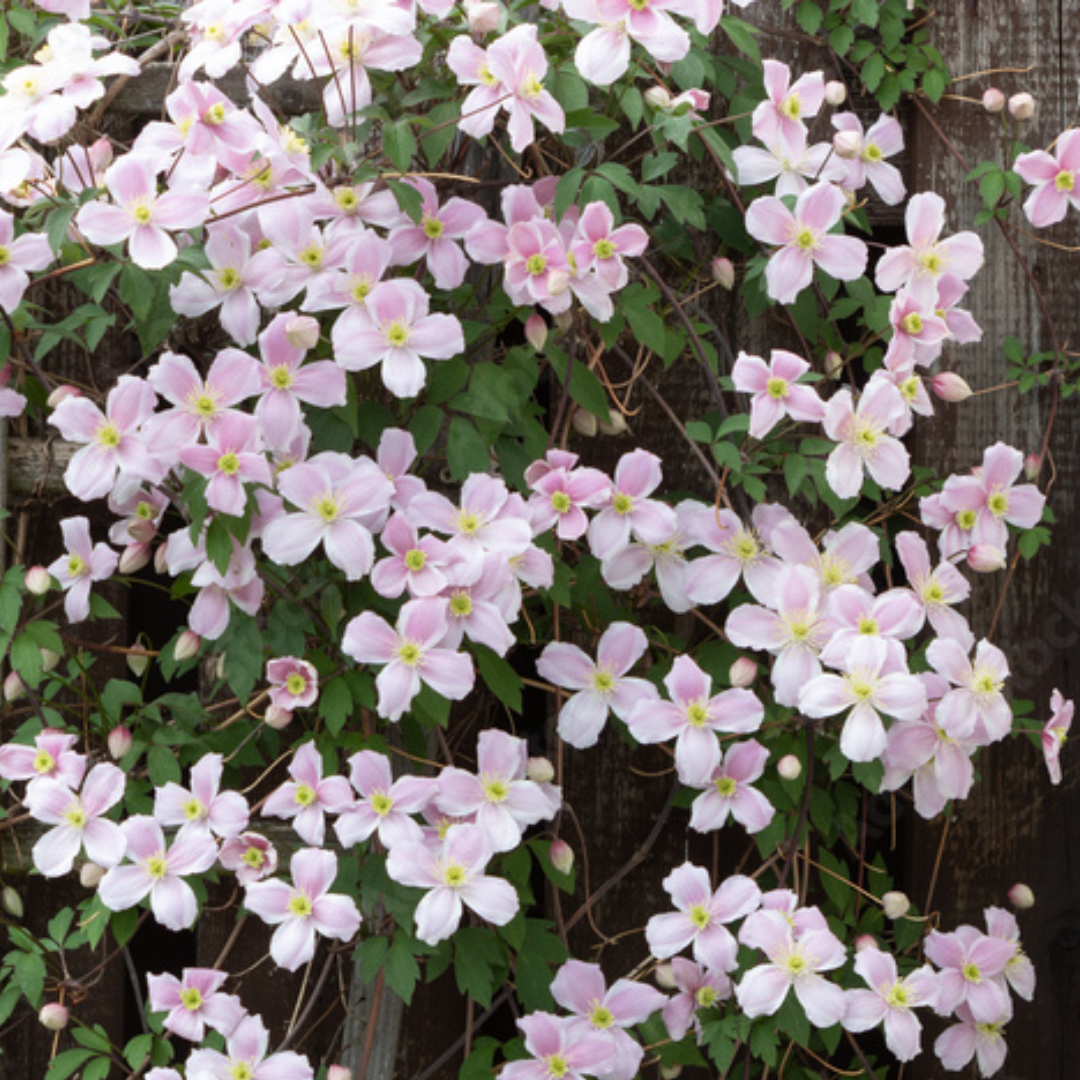 Clematis montana 'Mayleen'