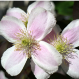 Clematis montana 'Mayleen'